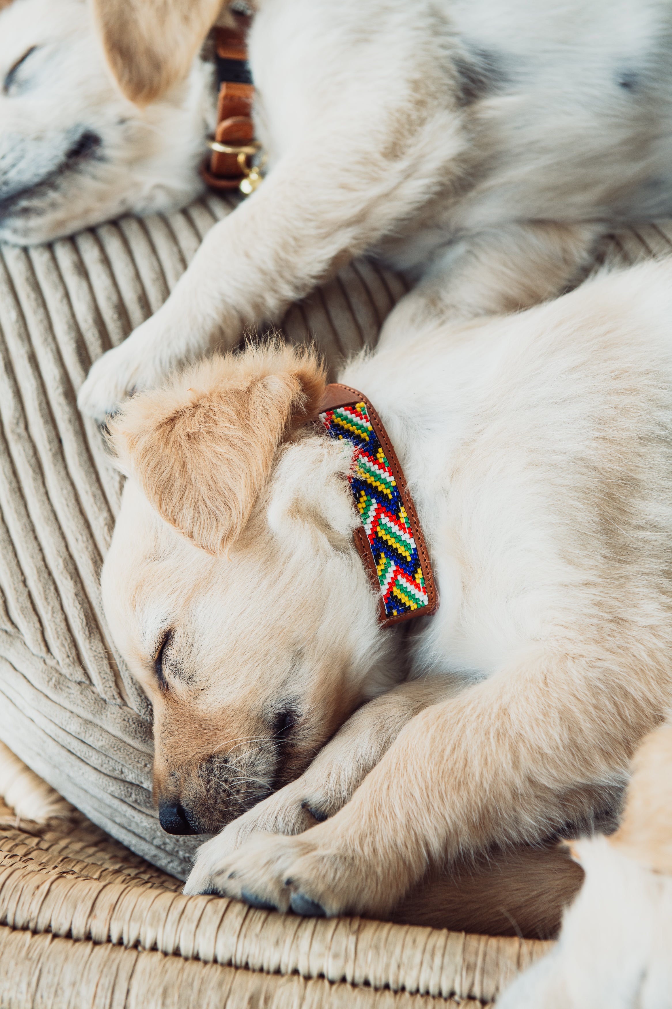 Dinky Kitty + Pup Pet Collar