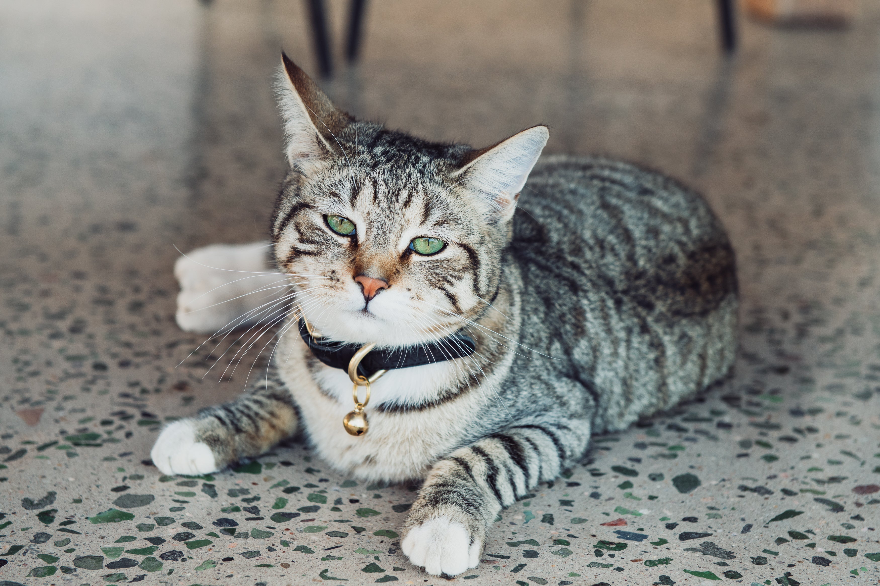 Dinky Kitty + Pup Pet Collar