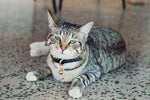 Load image into Gallery viewer, Dinky Kitty + Pup Pet Collar
