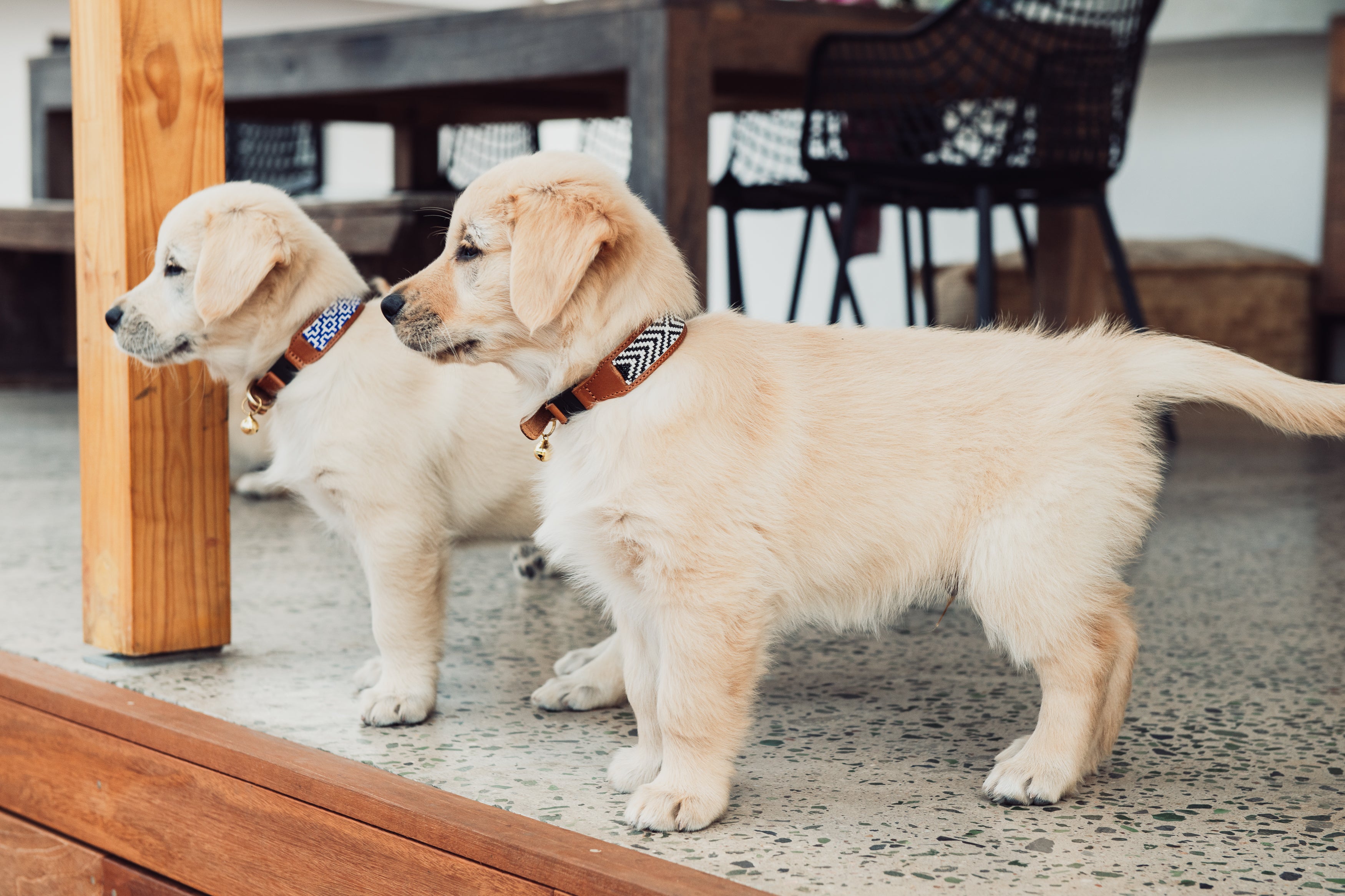 Dinky Kitty + Pup Pet Collar