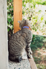 Load image into Gallery viewer, Dinky Kitty + Pup Pet Collar
