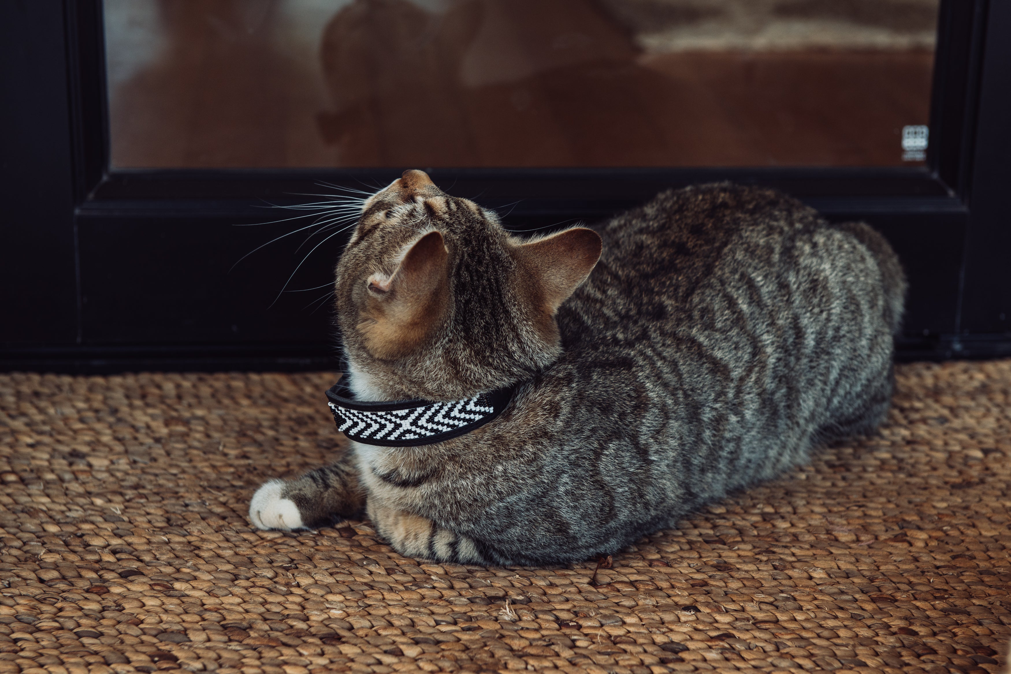 Dinky Kitty + Pup Pet Collar