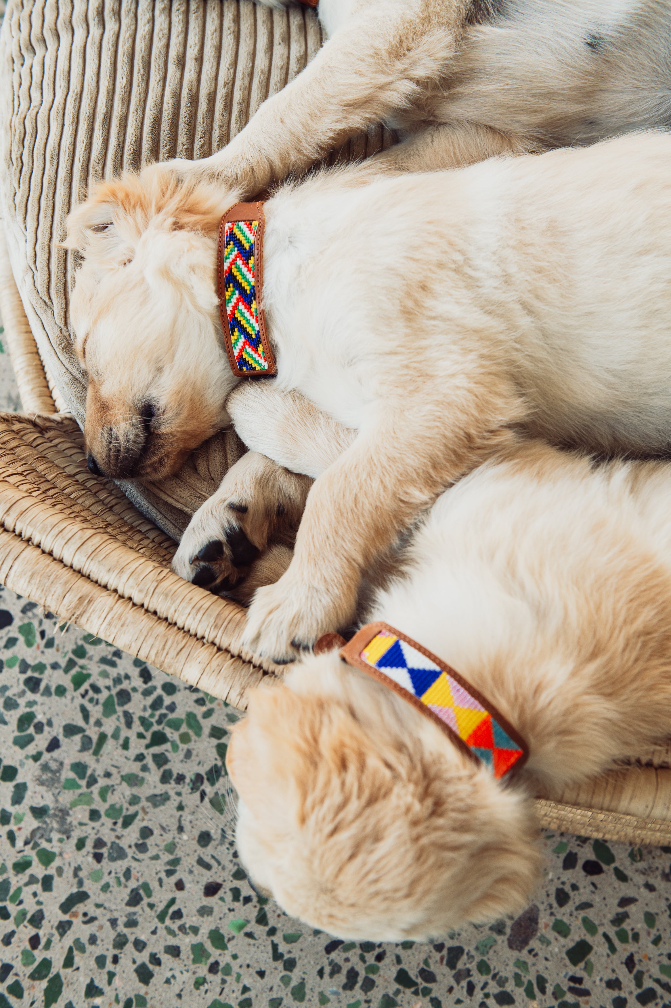 Dinky Kitty + Pup Pet Collar