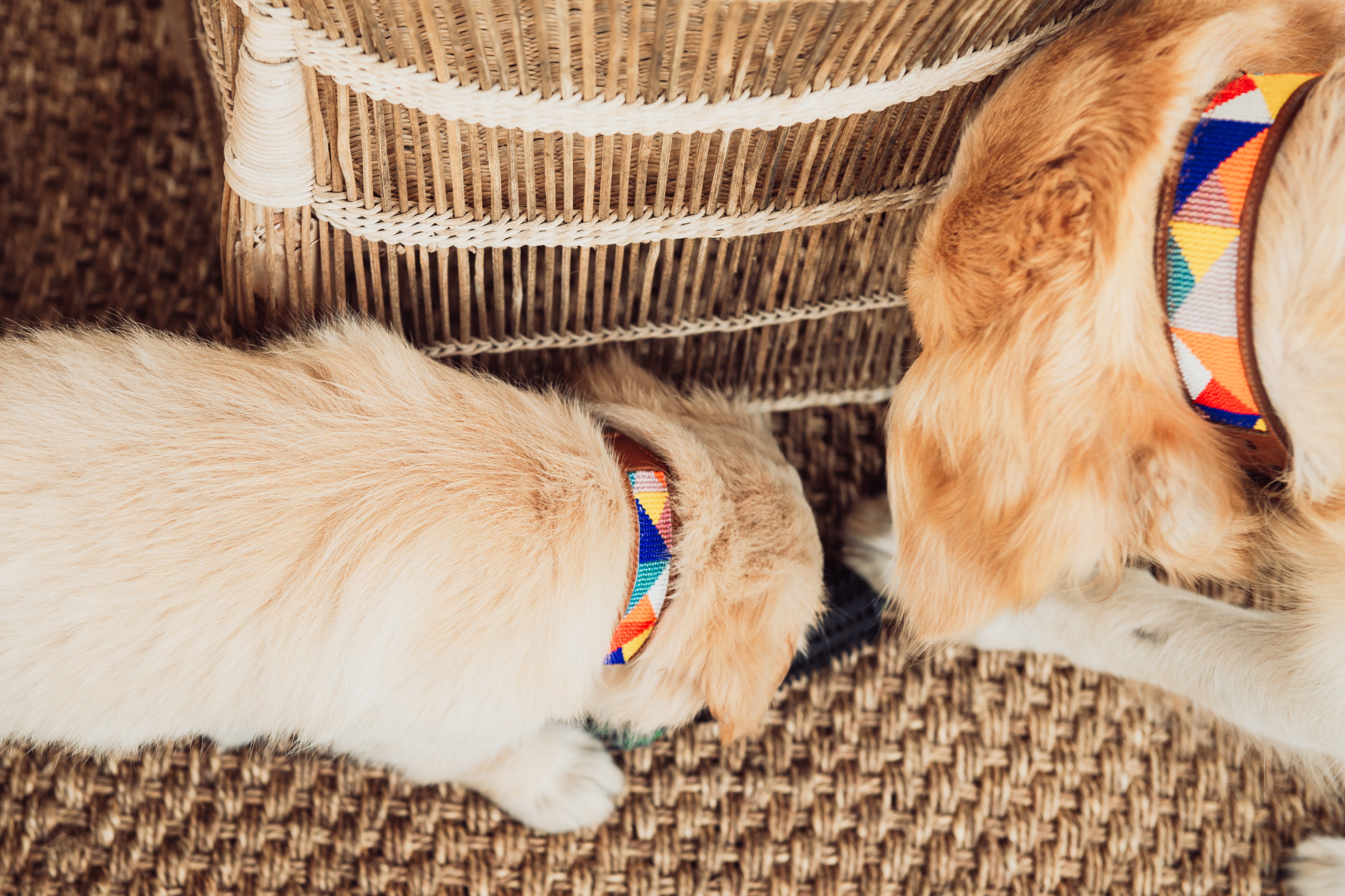 Dinky Kitty + Pup Pet Collar