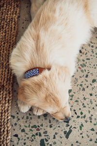 Dinky Kitty + Pup Pet Collar