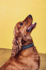 Load image into Gallery viewer, ikhwezi Pet Collar
