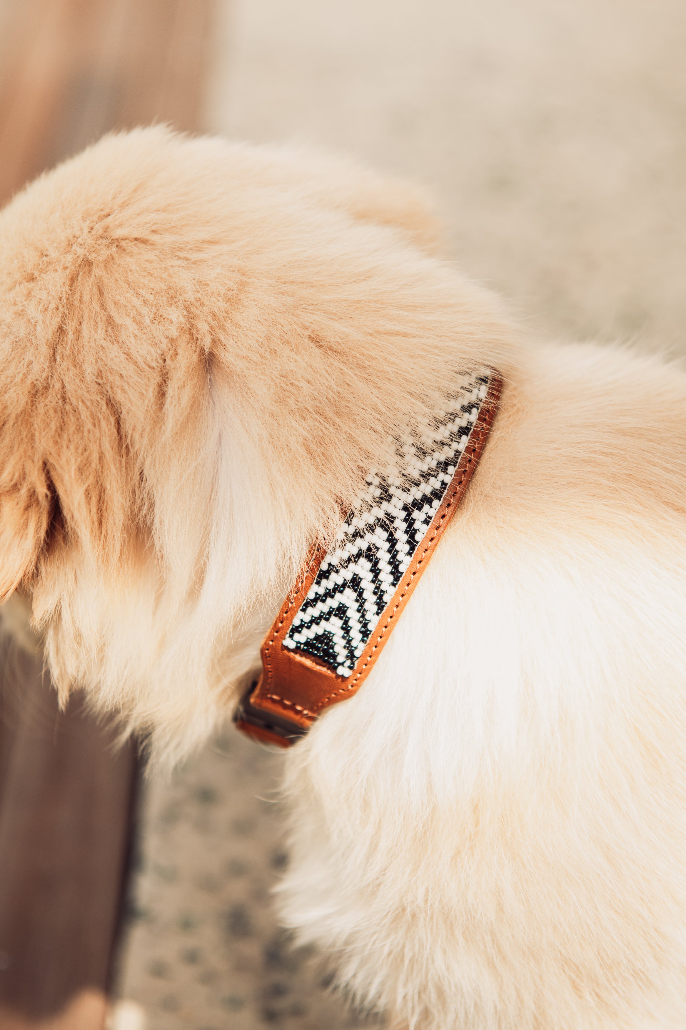 Dinky Kitty + Pup Pet Collar