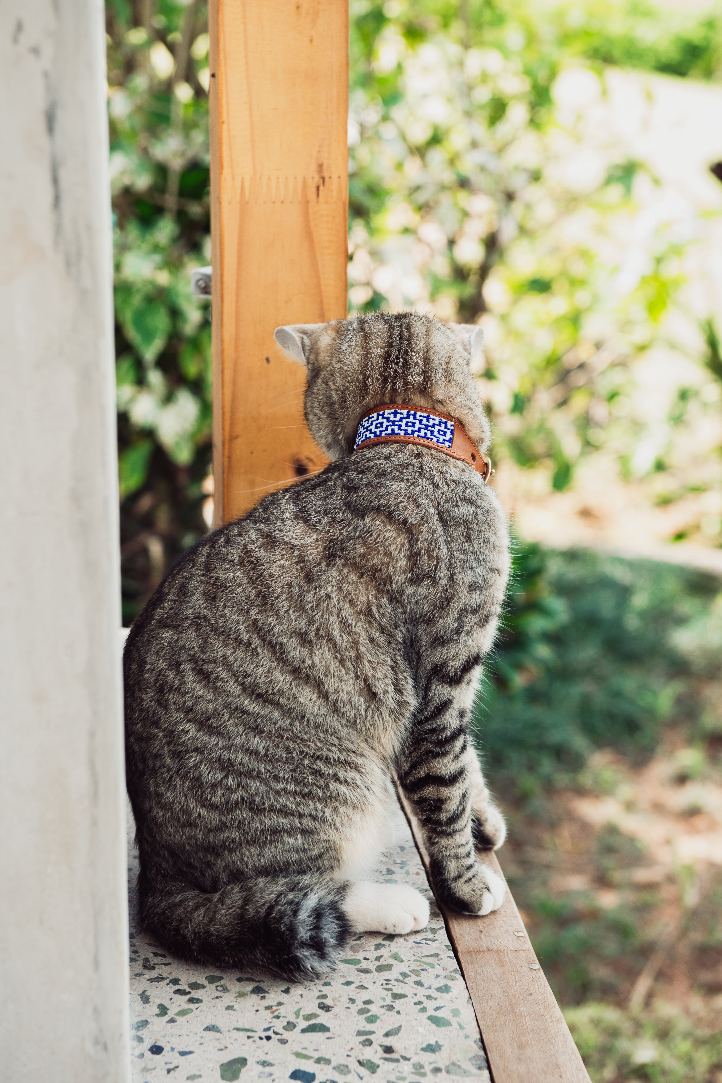 Zinkwazi Pet Collar