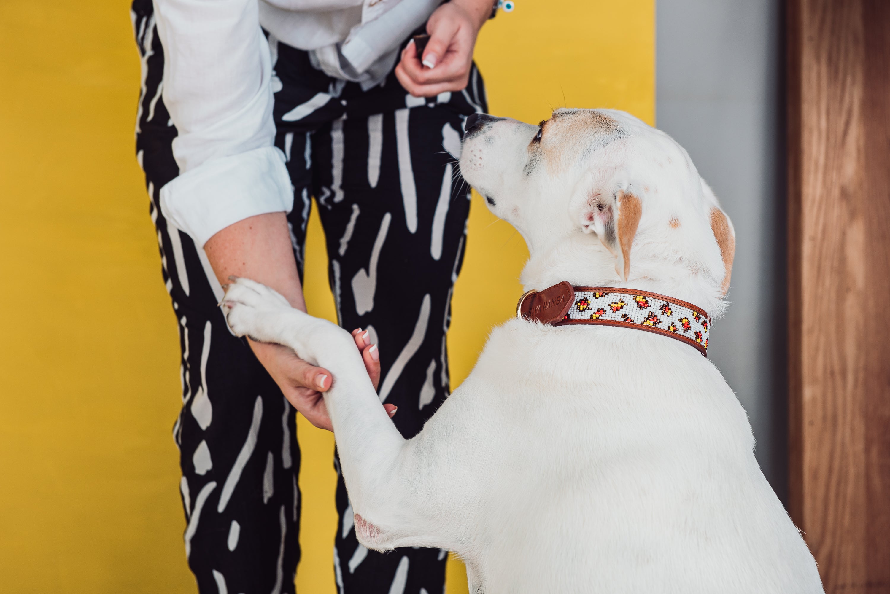 Jabu Pet Collar