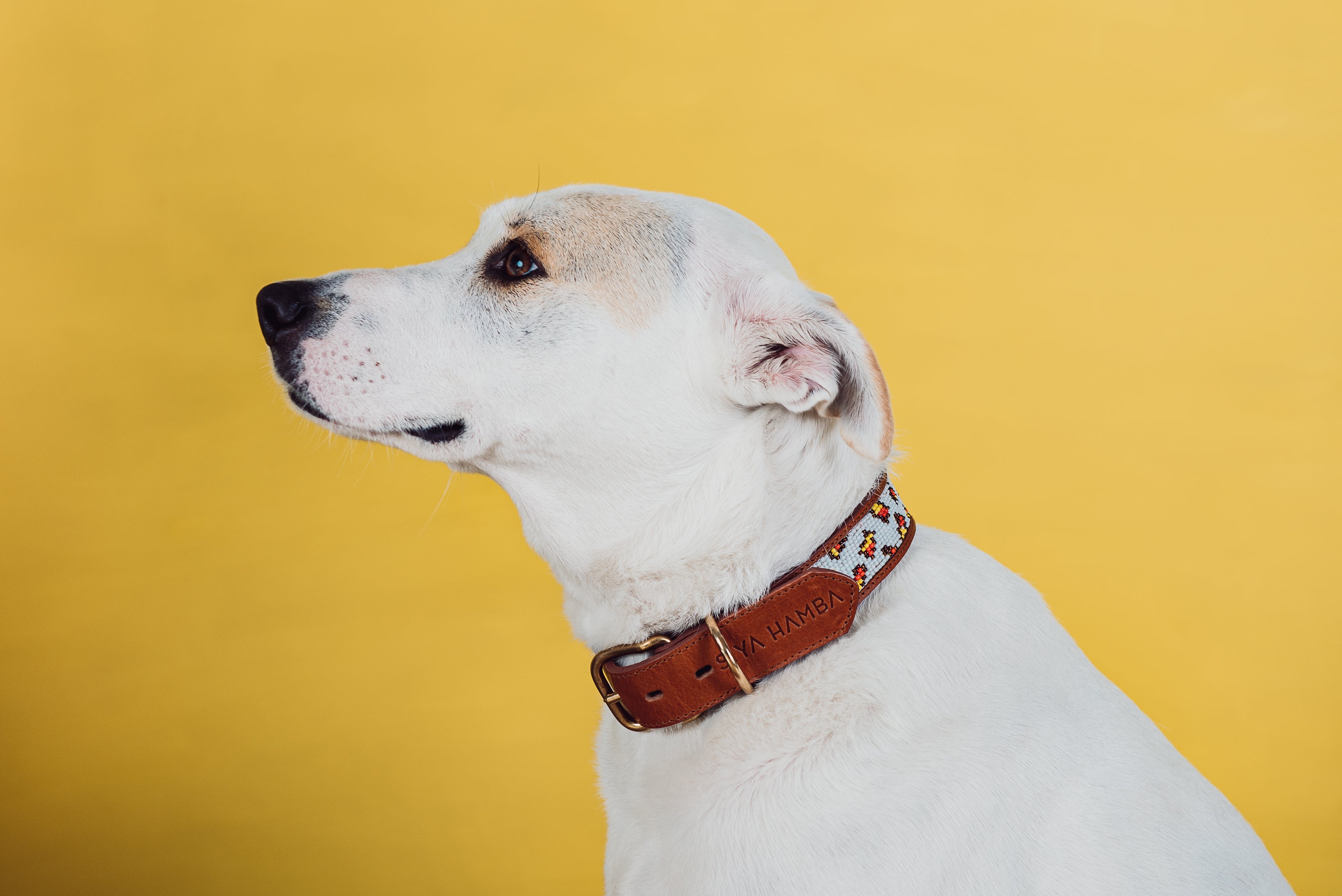 Jabu Pet Collar