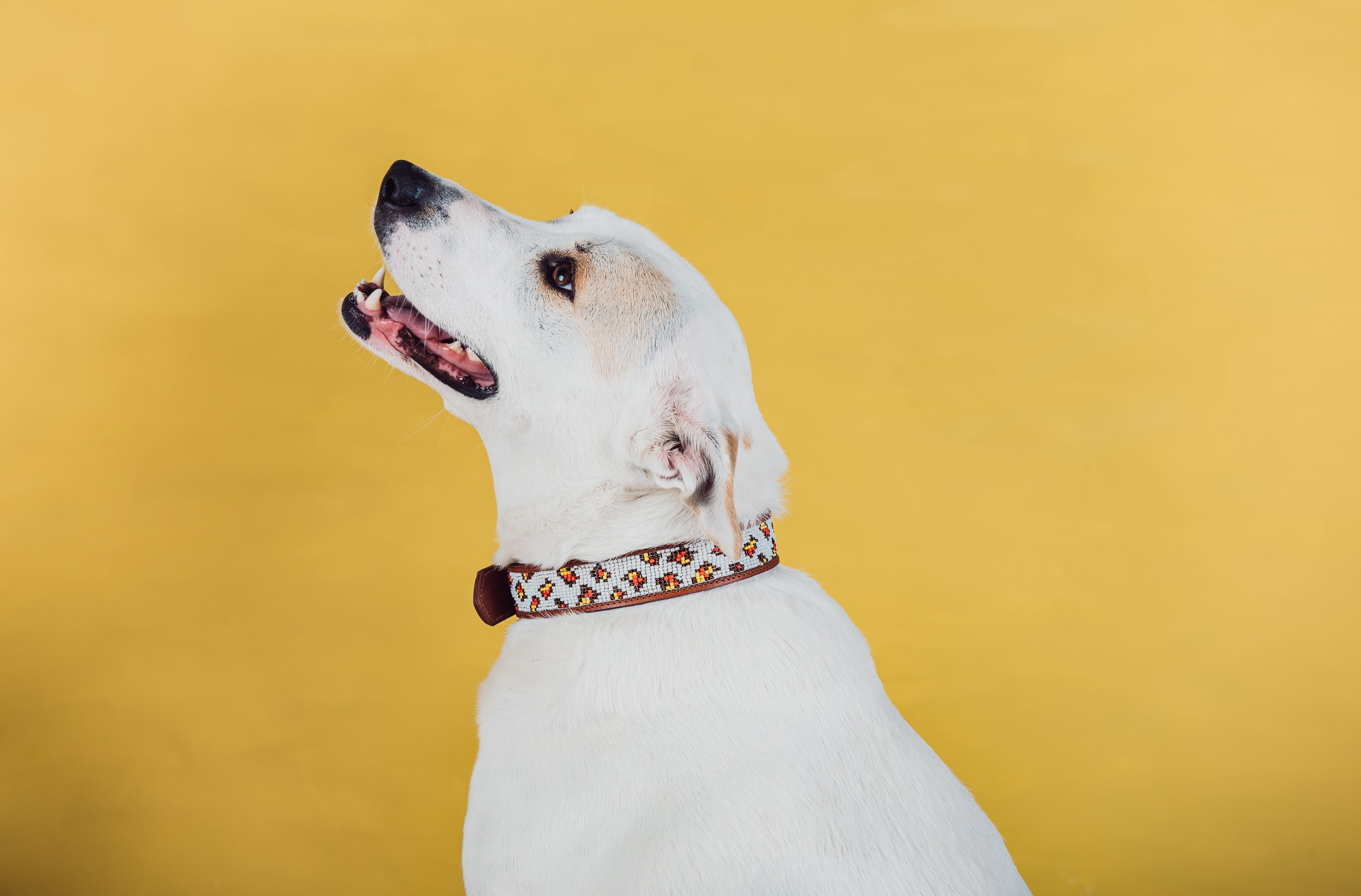 Jabu Pet Collar