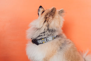 Sunshine Pet Collar