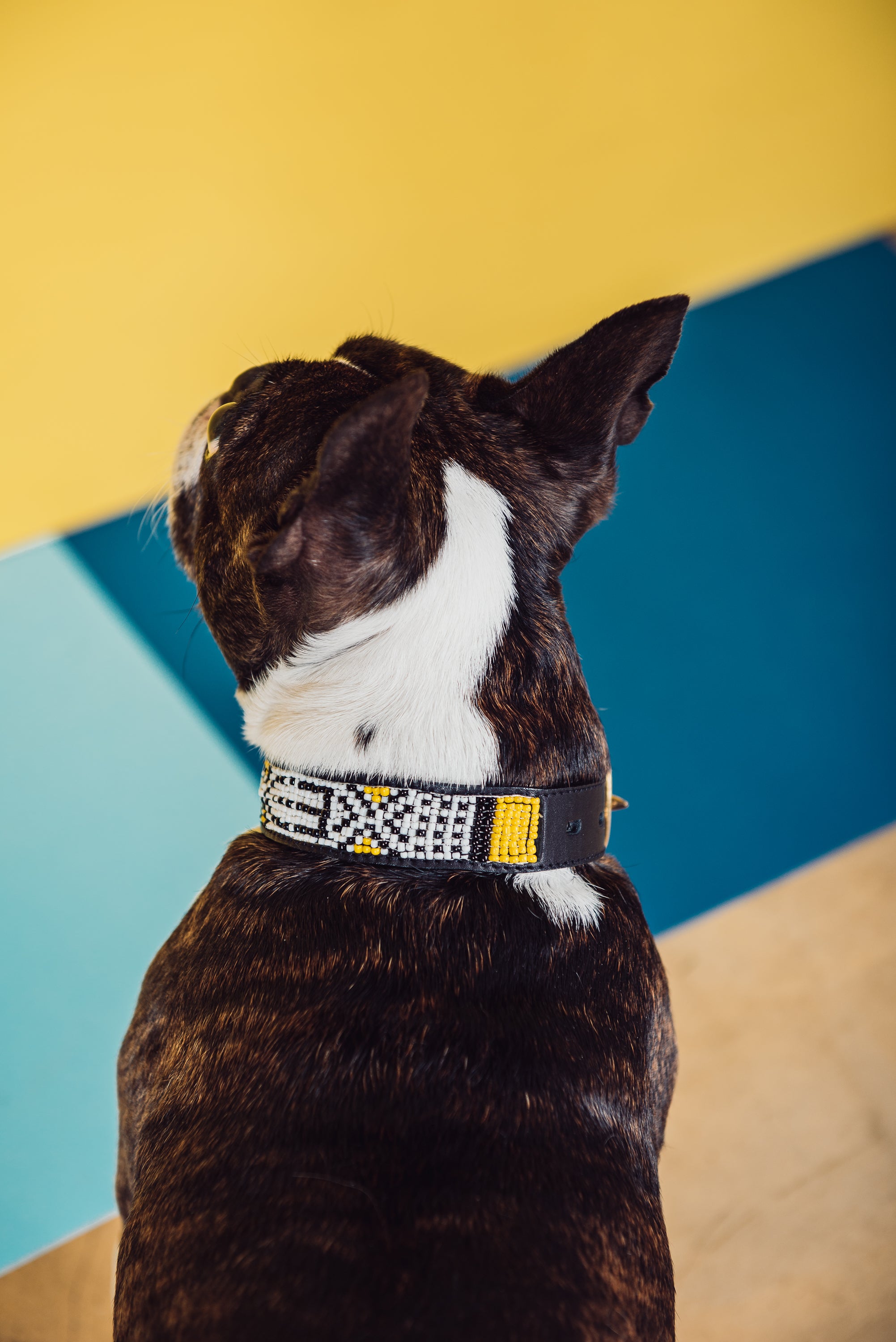 Sunshine Pet Collar