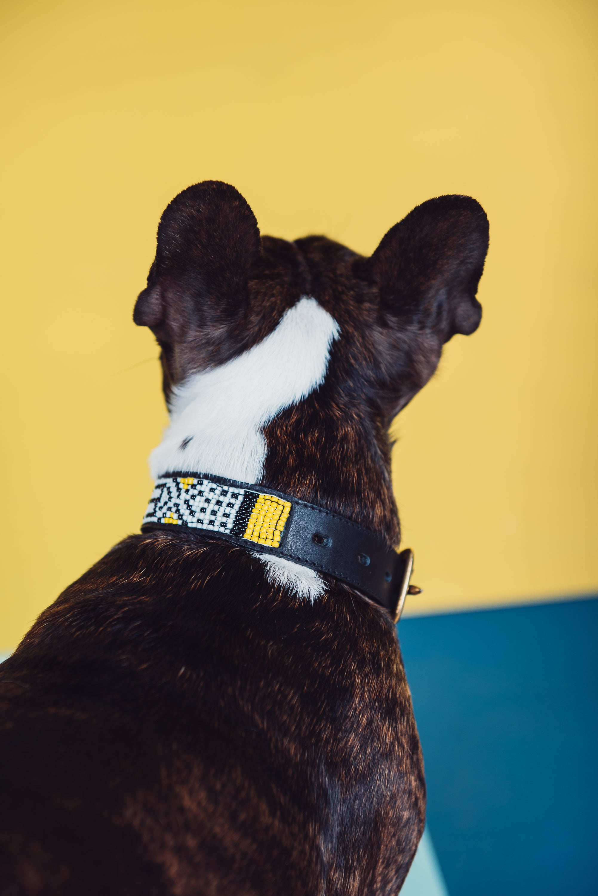 Sunshine Pet Collar