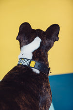 Load image into Gallery viewer, Sunshine Pet Collar
