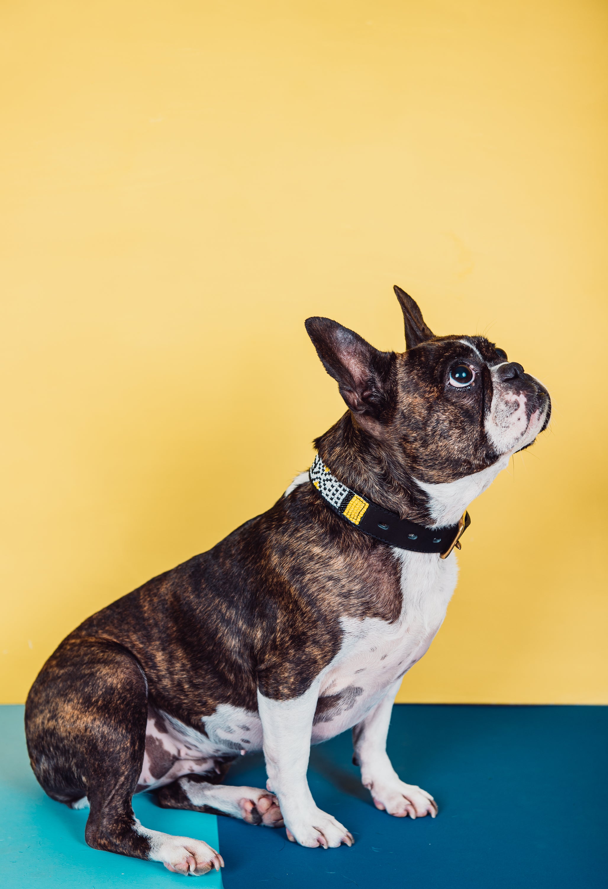 Sunshine Pet Collar