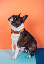 Load image into Gallery viewer, Siya Pet Collar
