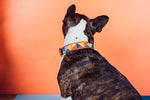 Load image into Gallery viewer, Siya Pet Collar
