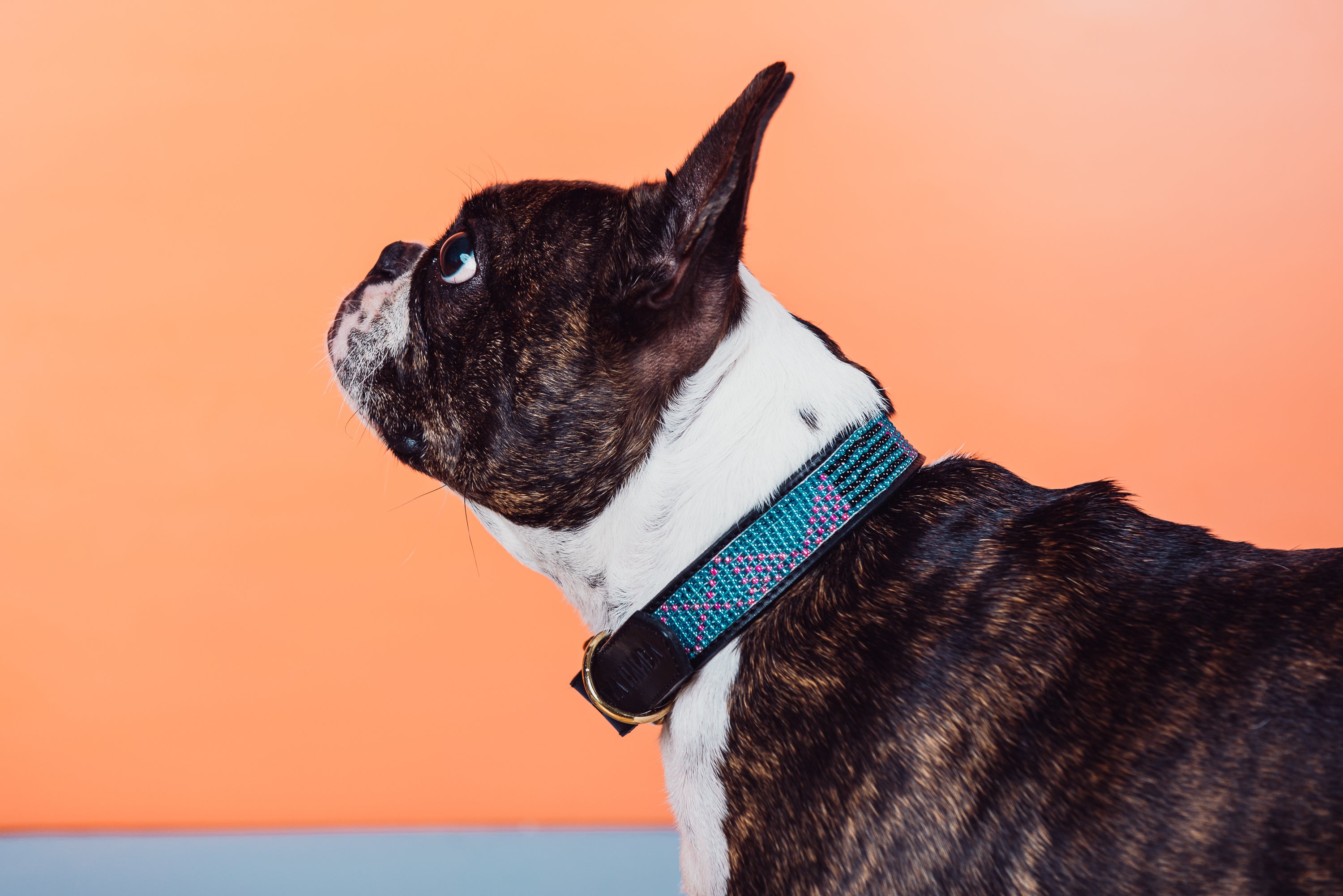 Seaside Pet Collar