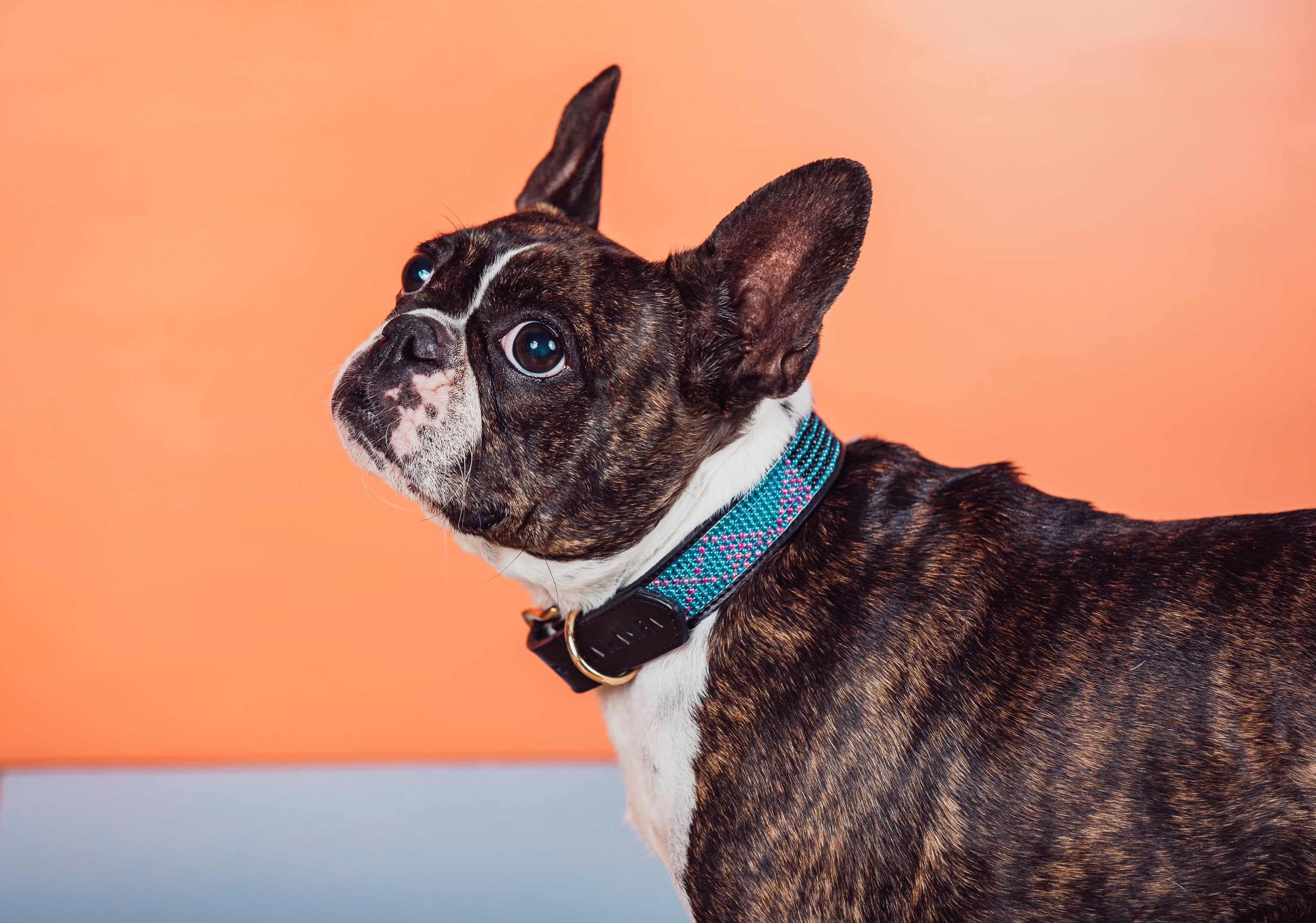 Seaside Pet Collar