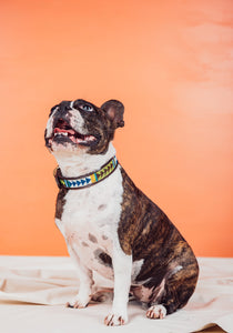 Salty Pet Collar