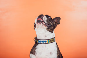 Salty Pet Collar