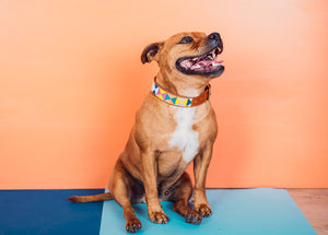 brown staffie diamond colourful beaded pet collar handmade in south africa siya hamba