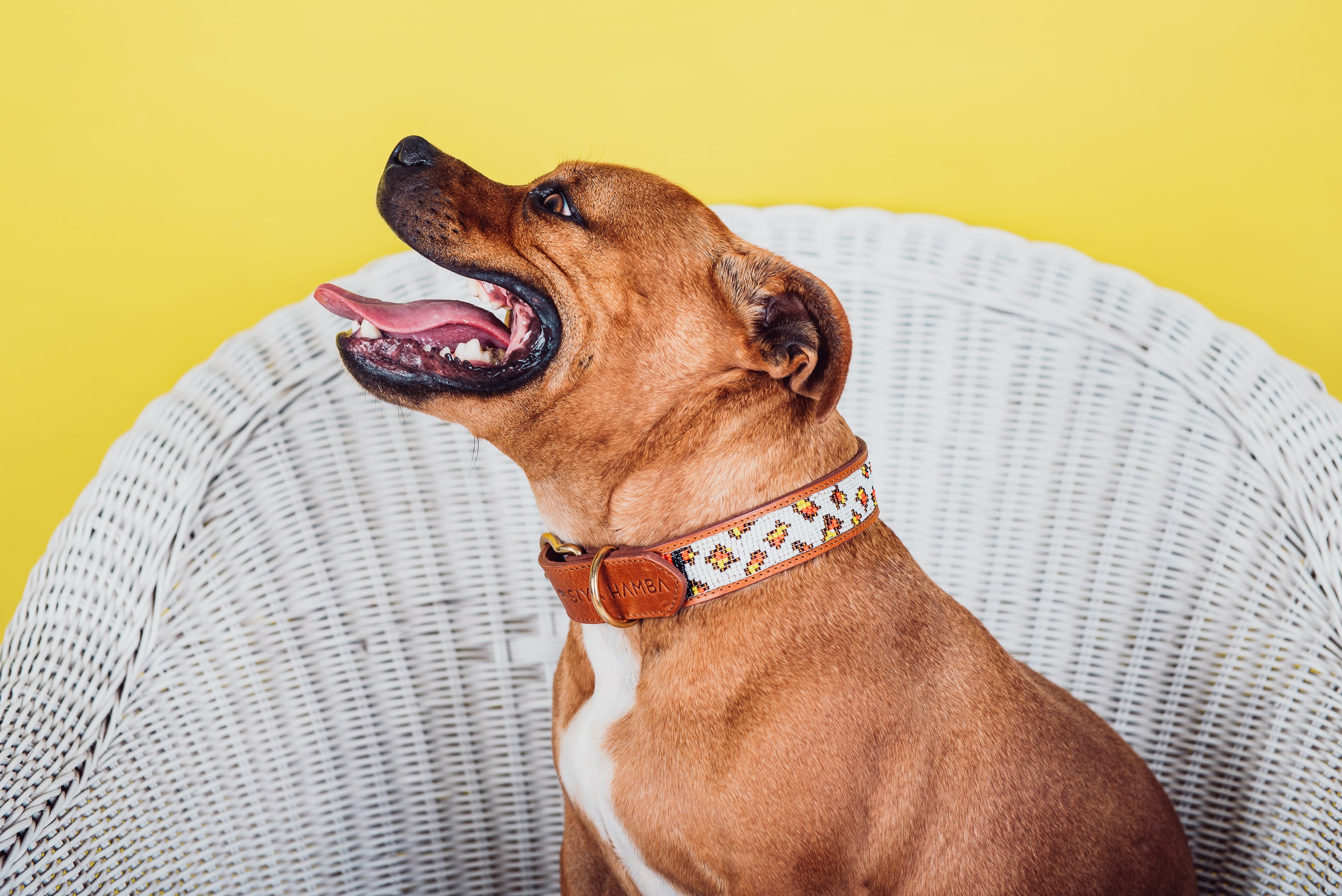 Jabu Pet Collar