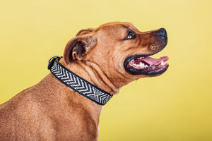 Shaka Pet Collar