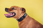 Load image into Gallery viewer, Shaka Pet Collar
