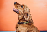 Load image into Gallery viewer, Indlela Pet Collar
