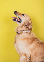 Load image into Gallery viewer, Jabu Pet Collar
