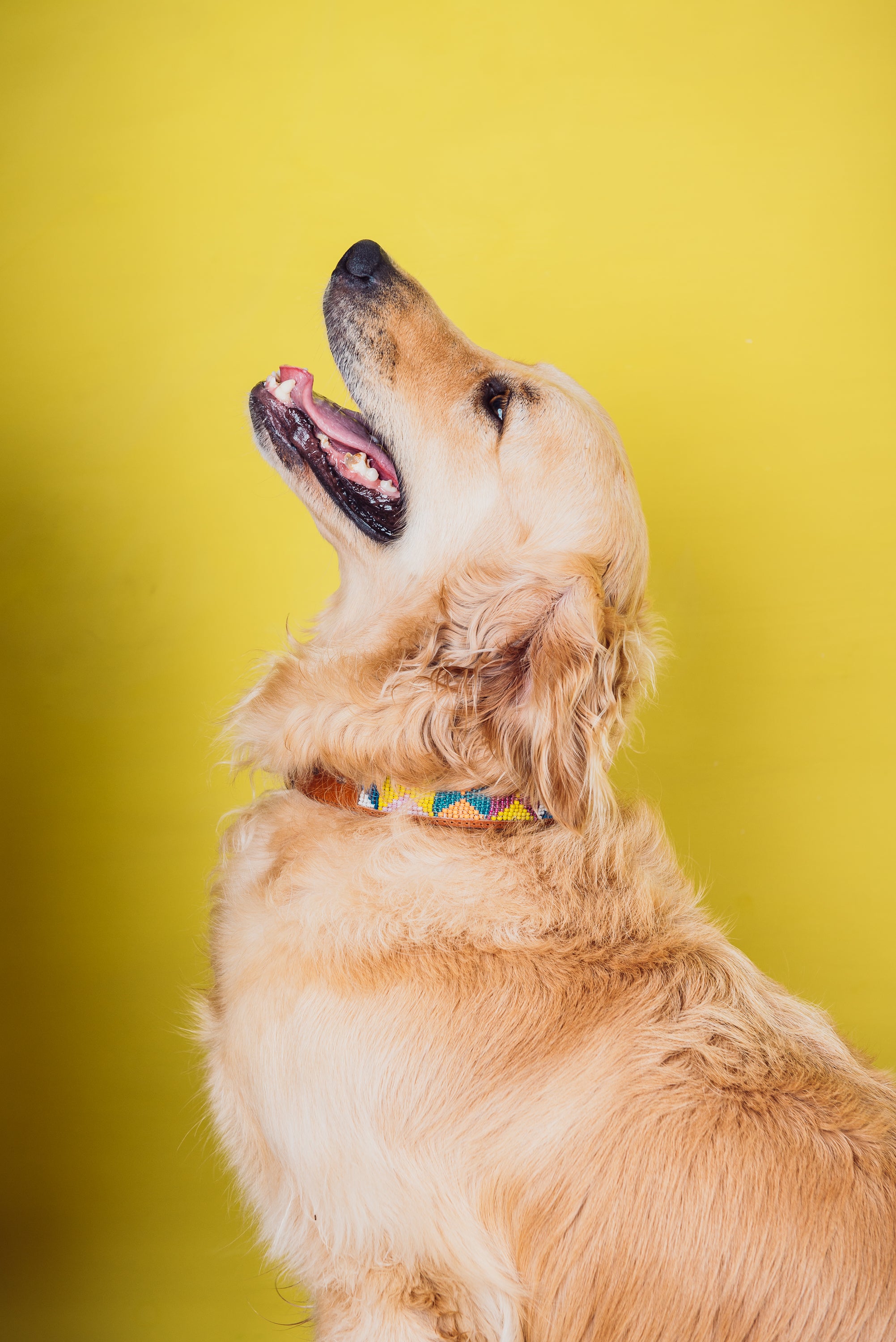 golden retriever diamond beaded pet collar handmade in south africa