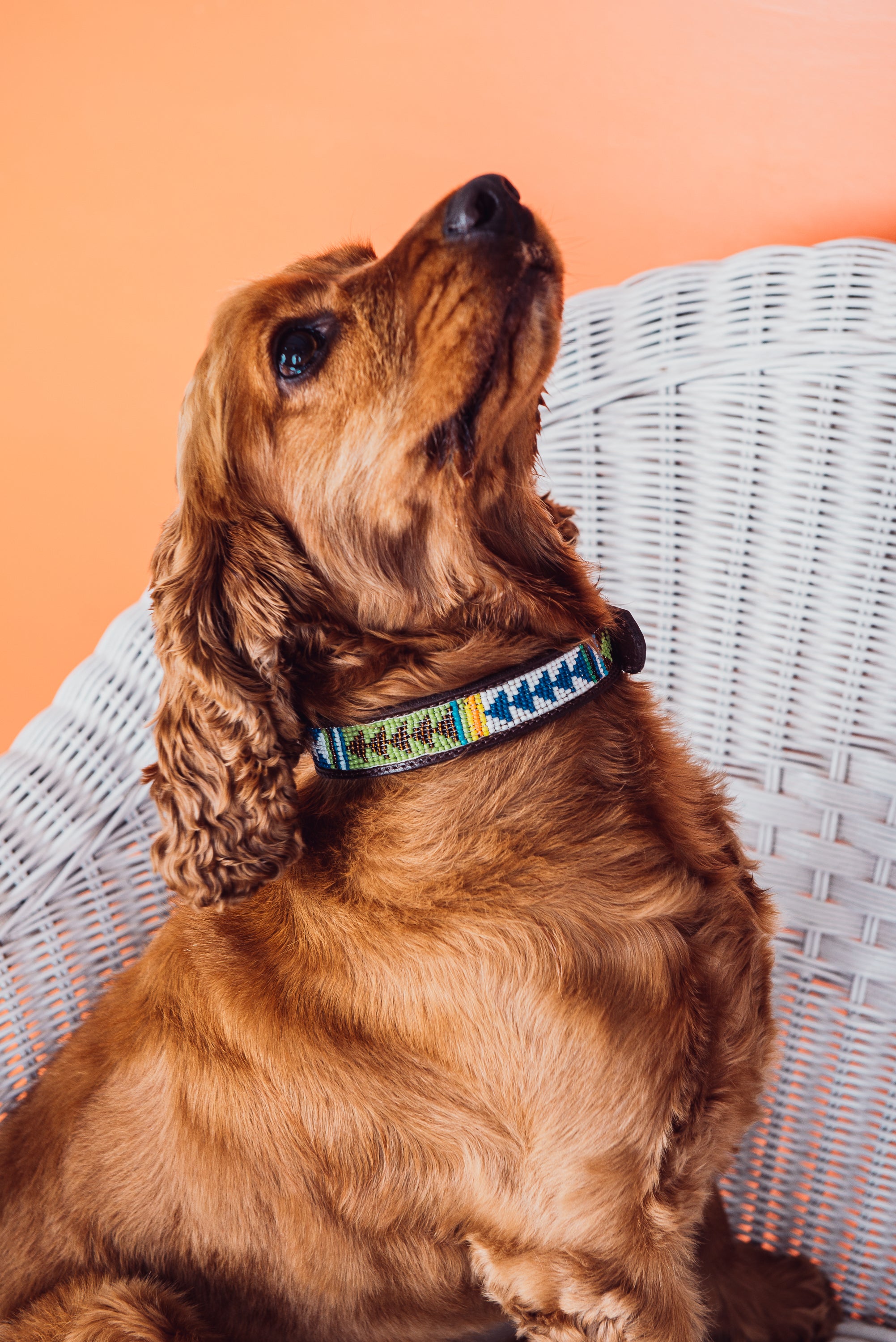 Salty Pet Collar