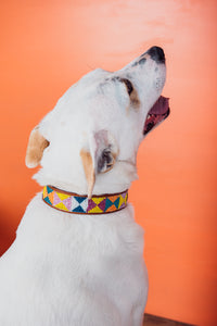 Nandi Pet Collar