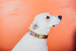 Load image into Gallery viewer, diamond beaded dog collar handmade in south africa on rescue dog
